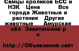 Самцы кроликов БСС и НЗК › Цена ­ 400 - Все города Животные и растения » Другие животные   . Амурская обл.,Завитинский р-н